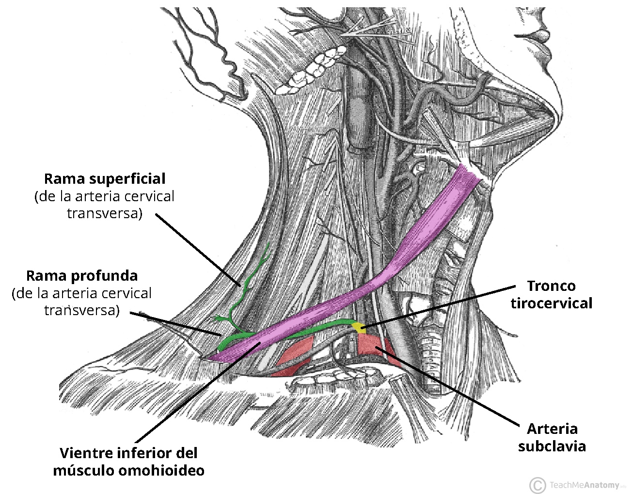 Diagrama que ilustra el trayecto de la arteria cervical transversa.