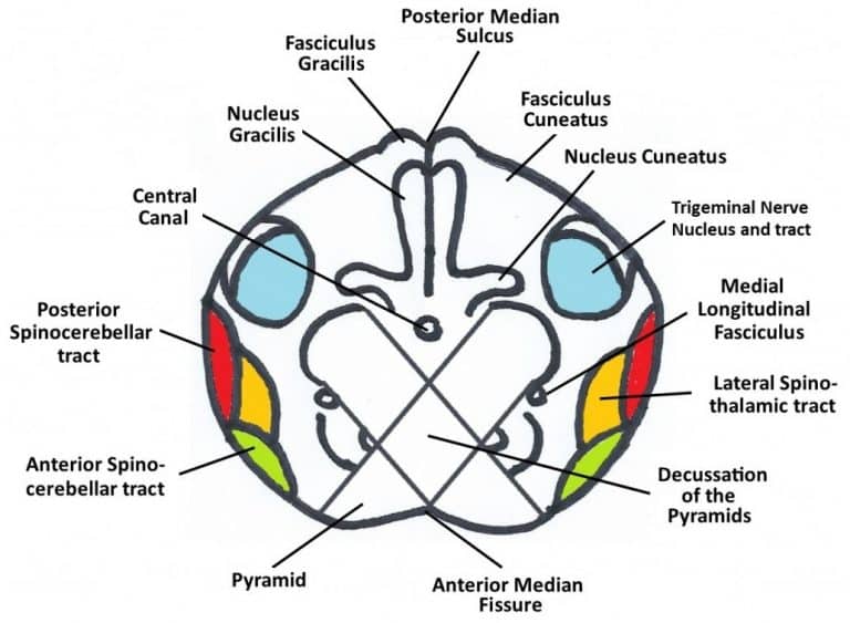 The Medulla Oblongata Internal Structure Vasculature TeachMeAnatomy