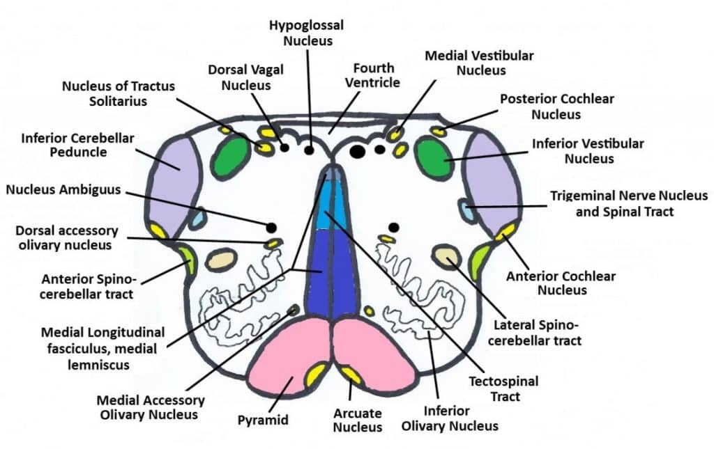 How to draw Medulla Oblongata Crosssection ? Epomedicine