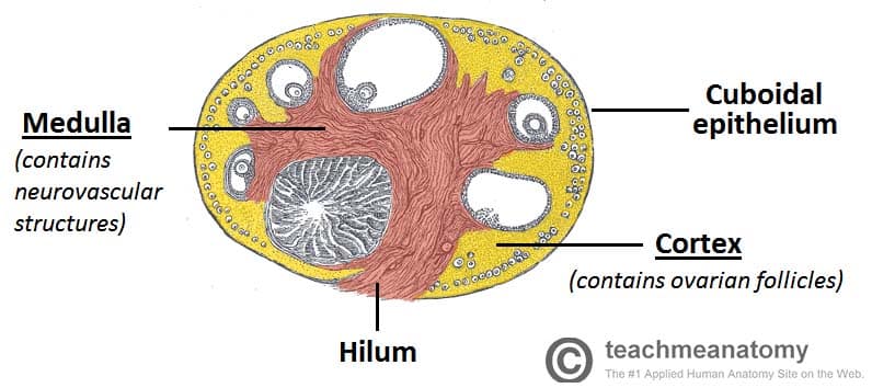 Female Reproductive Organ Anatomy: Overview, Gross Anatomy, Microscopic  Anatomy