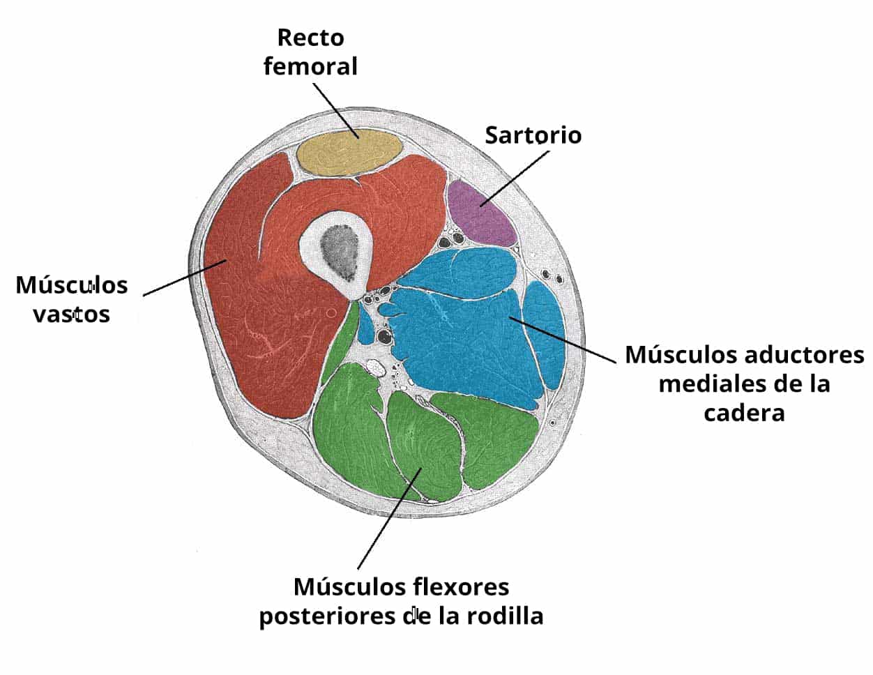 Diagrama en sección transversal de los músculos de la parte anterior del muslo, excluyendo el iliopsoas y el pectíneo, en el que se destaca la anatomía muscular.
