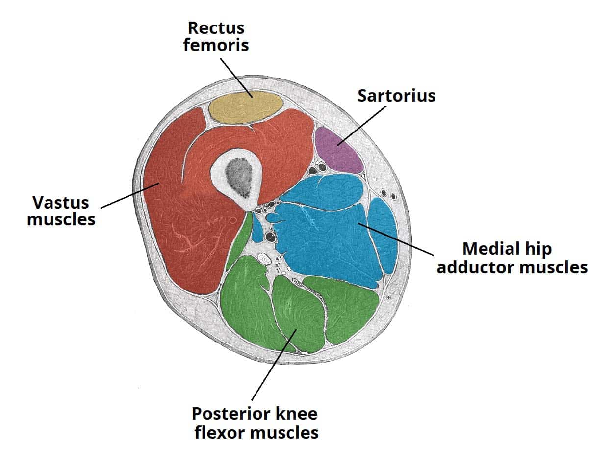 Fig 1.1 - Cross section of the distal thigh. The iliopsoas and pectineus muscles originate and attach in the proximal thigh, and hence are not included in this diagram.