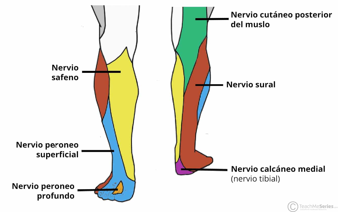 Diagrama que ilustra la inervación cutánea de la parte inferior de la pierna, el tobillo y el dorso del pie.