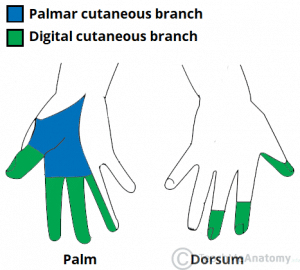 Palmar Cutaneous Branch Of The Median Nerve - Supply - Teachmeanatomy