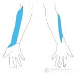 The Musculocutaneous Nerve - Course - Motor - Sensory - TeachMeAnatomy