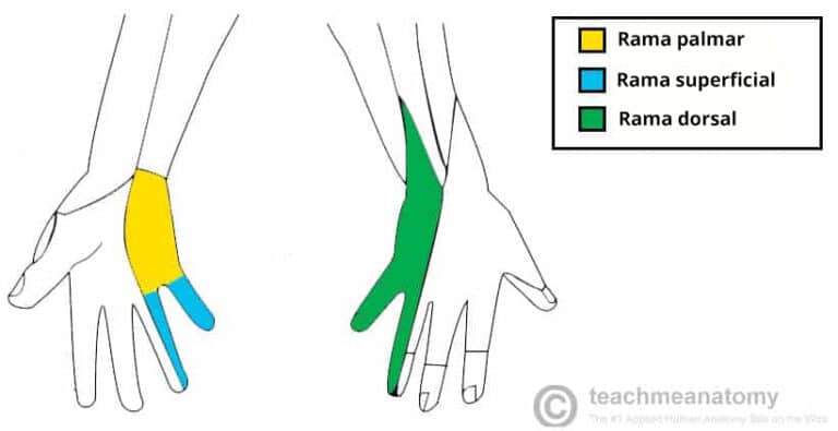 Rama dorsal del nervio cubital - Ramas - Sensoriales - TeachMeAnatomy