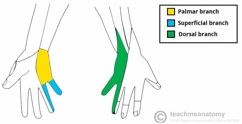 Fig 1.2 - Cutaneous innervation of the ulnar nerve