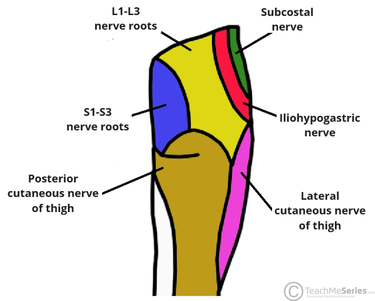 The Cutaneous Innervation Of The Lower Limb Teachmeanatomy