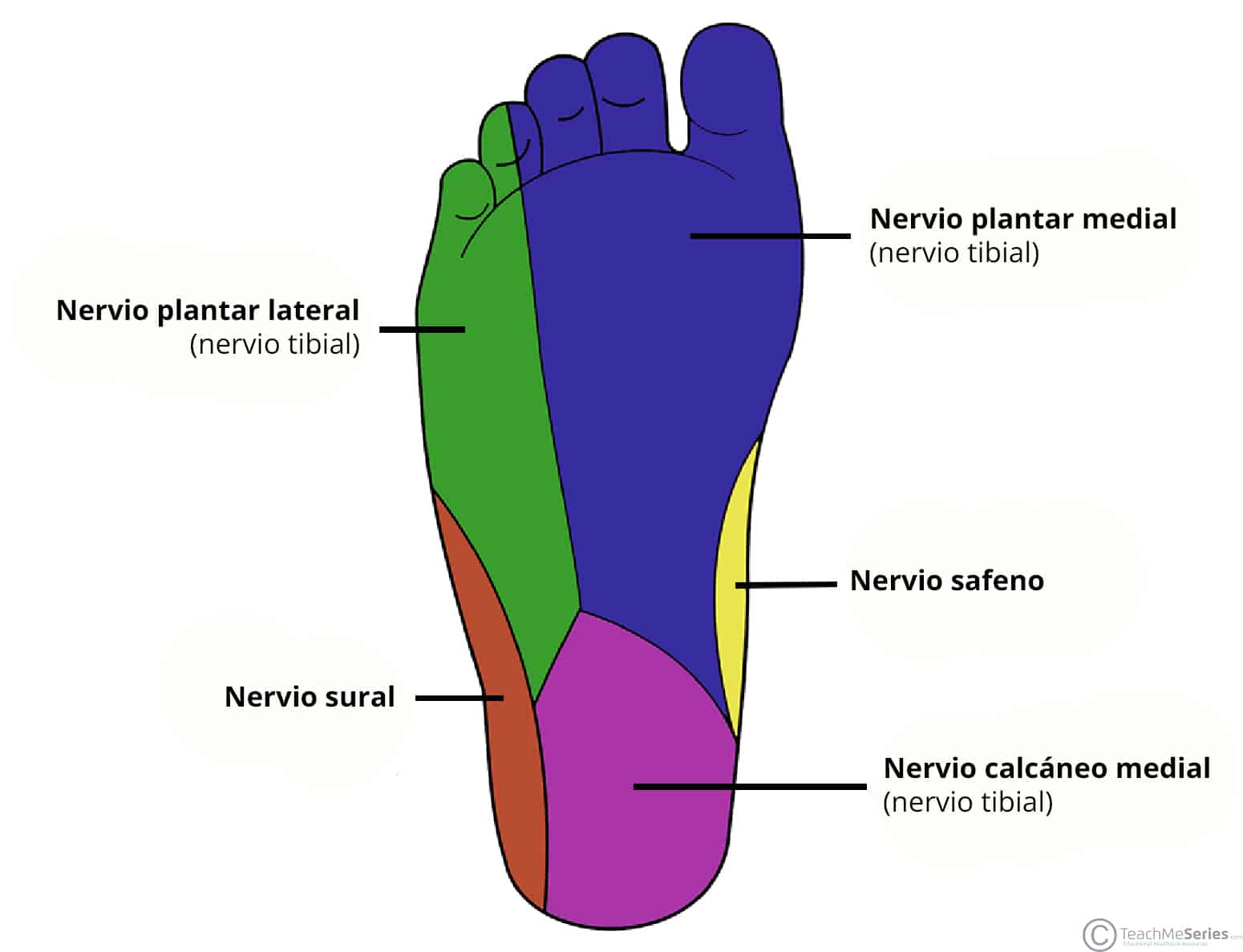 Diagrama que ilustra la inervación cutánea de la planta del pie.