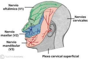 Fig. 4: inervación cutánea de la cabeza y el cuello.