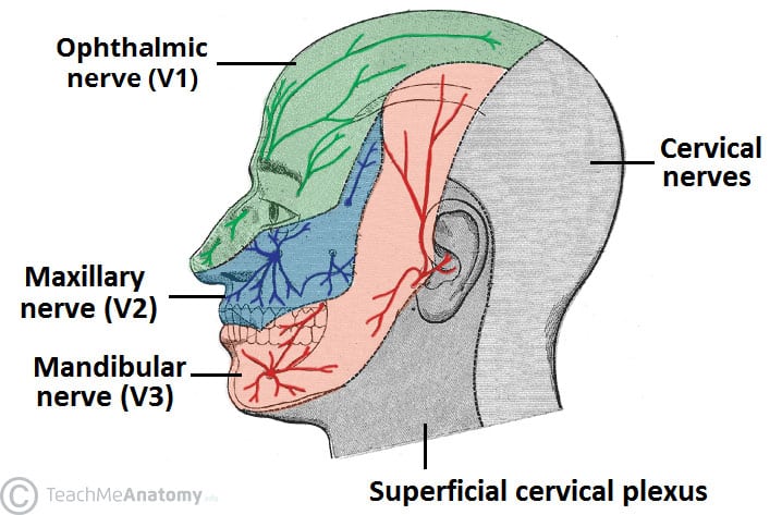 Fig 4 - Cutaneous innervation to the head and neck.