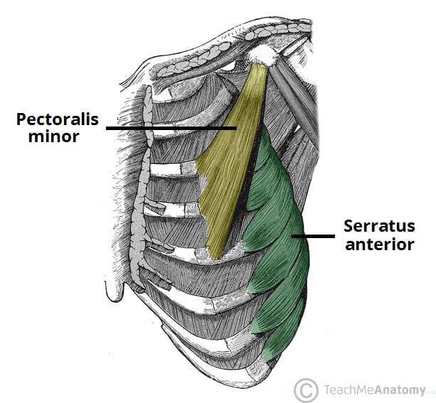 Fig 2 - The serratus anterior and pectoralis minor muscles.