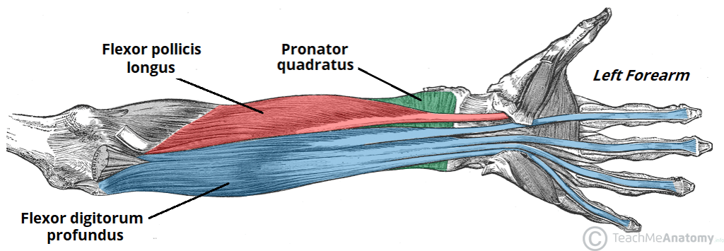 flexor digitorum profundus and superficialis median nerve