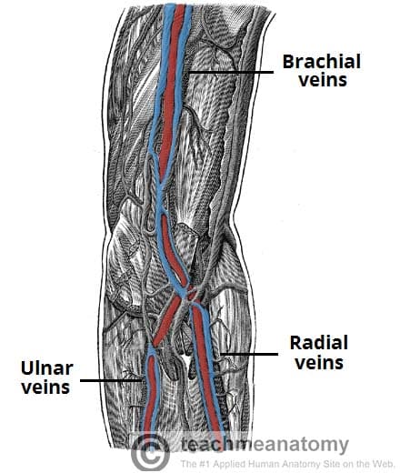 Fig 1.1 - The major deep veins of the upper limb.