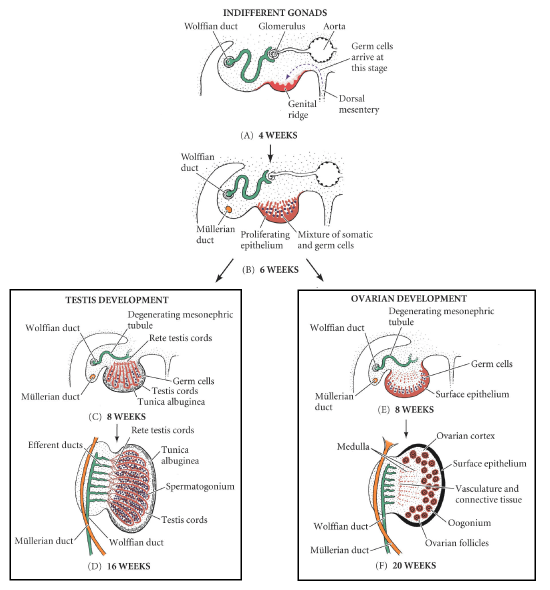 Development Of The Reproductive System