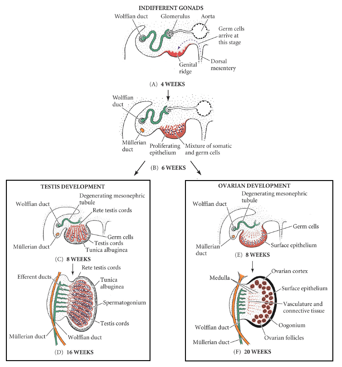 Development Of The Reproductive System 8821