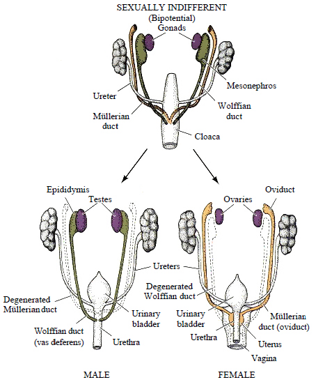 reproduction male and female