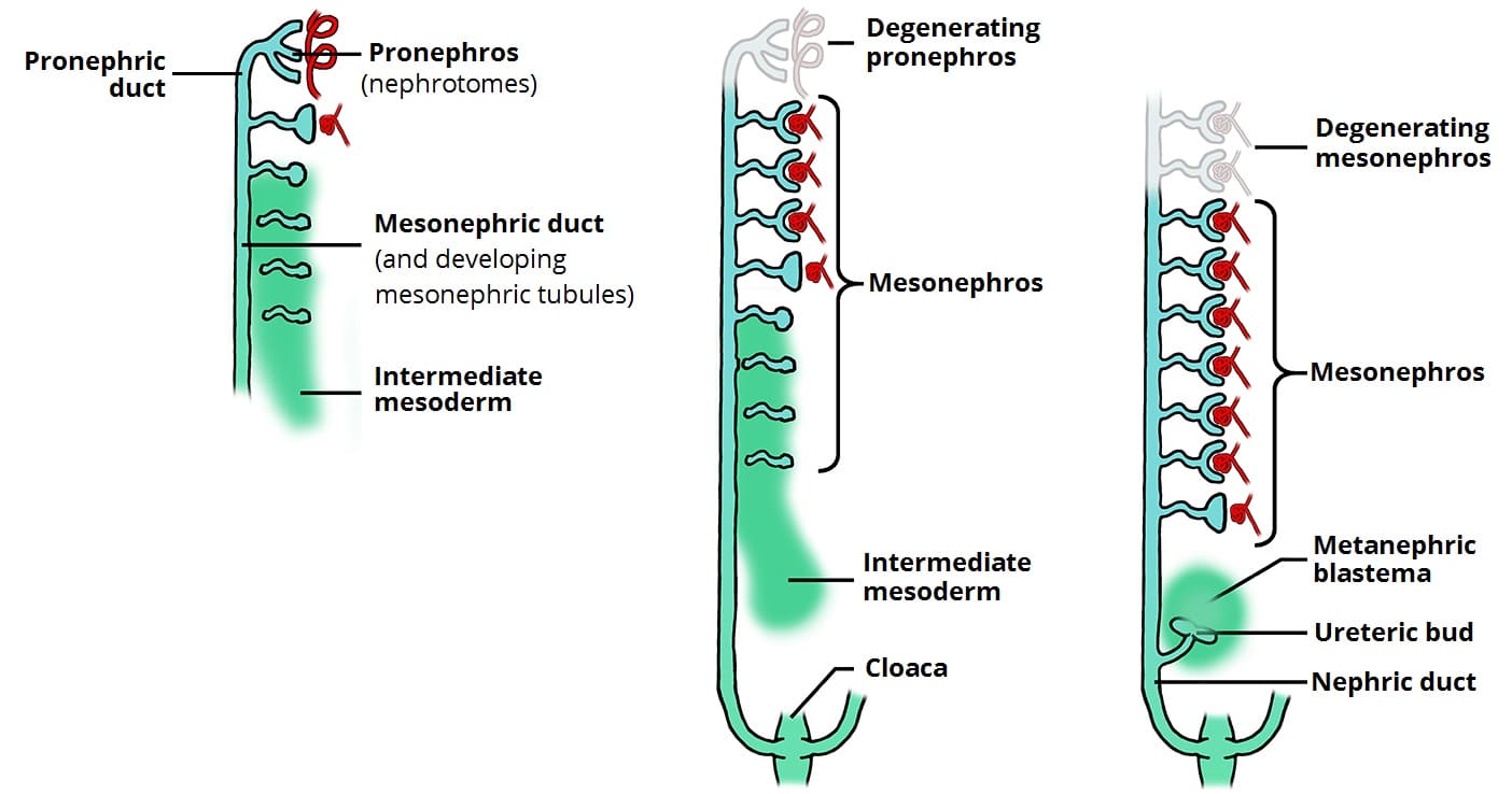 Fig 1 - The sequential development and degeneration of the pronephros and mesonephros, and the induction of the ureteric bud and metanephric blastema during kidney development