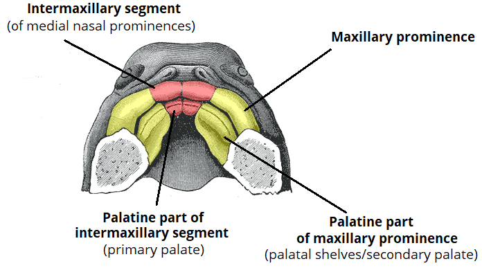 maxillary process embryology