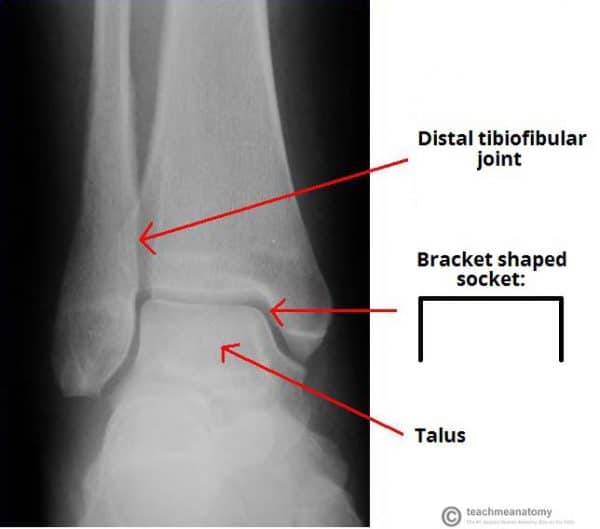 The Ankle Joint Articulations Movements TeachMeAnatomy