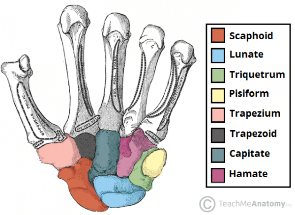 bones-of-the-hand-carpals-metacarpals-phalanges-teachmeanatomy