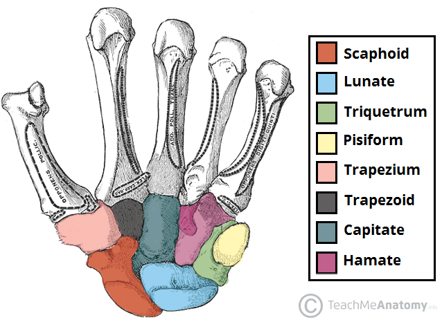 Bones of the Hand Carpals Metacarpals Phalanges TeachMeAnatomy