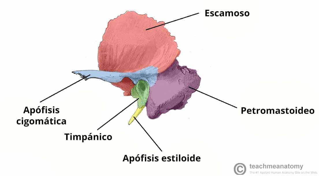 Diagrama que ilustra las partes que componen el hueso temporal.
