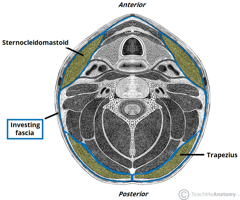 Investing layers of deep cervical fascia non investing op amp configurations