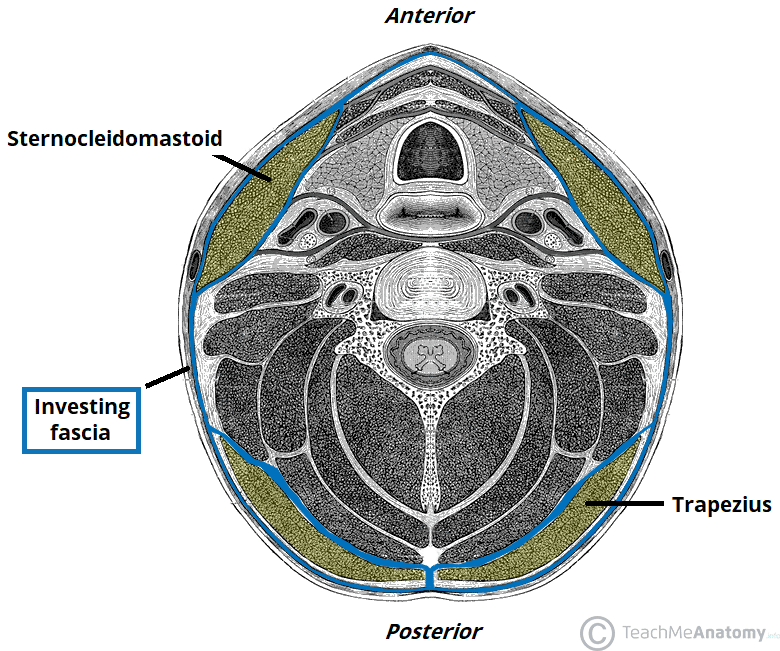 cervical anatomy cross section