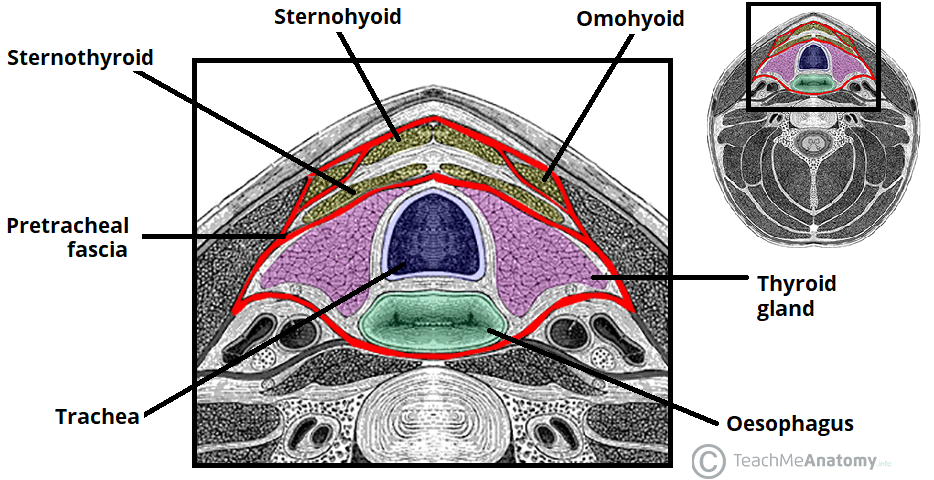 Carotid Sheath Diagram