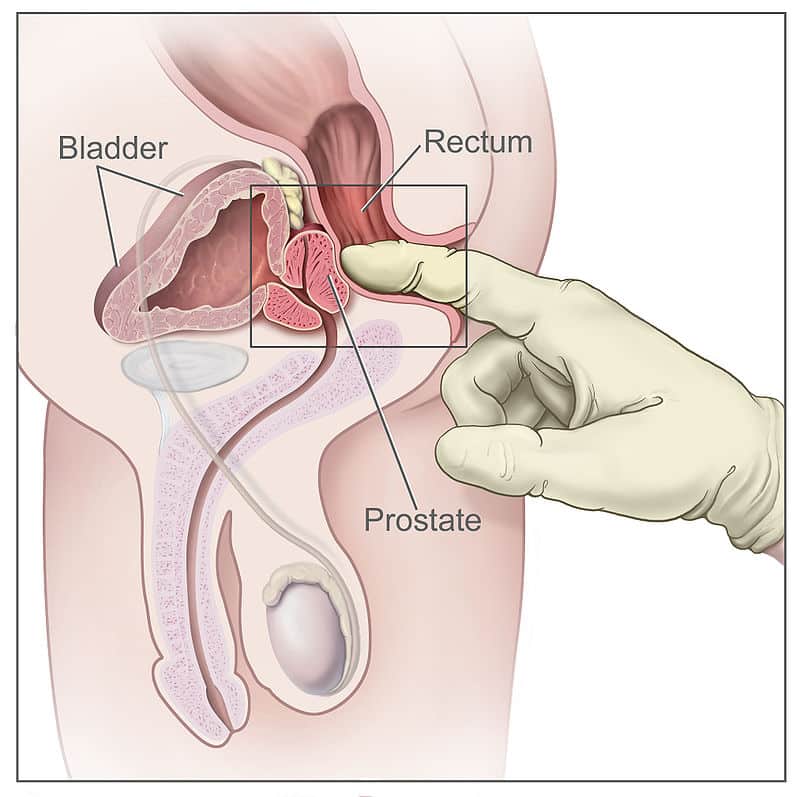 prostate gland location