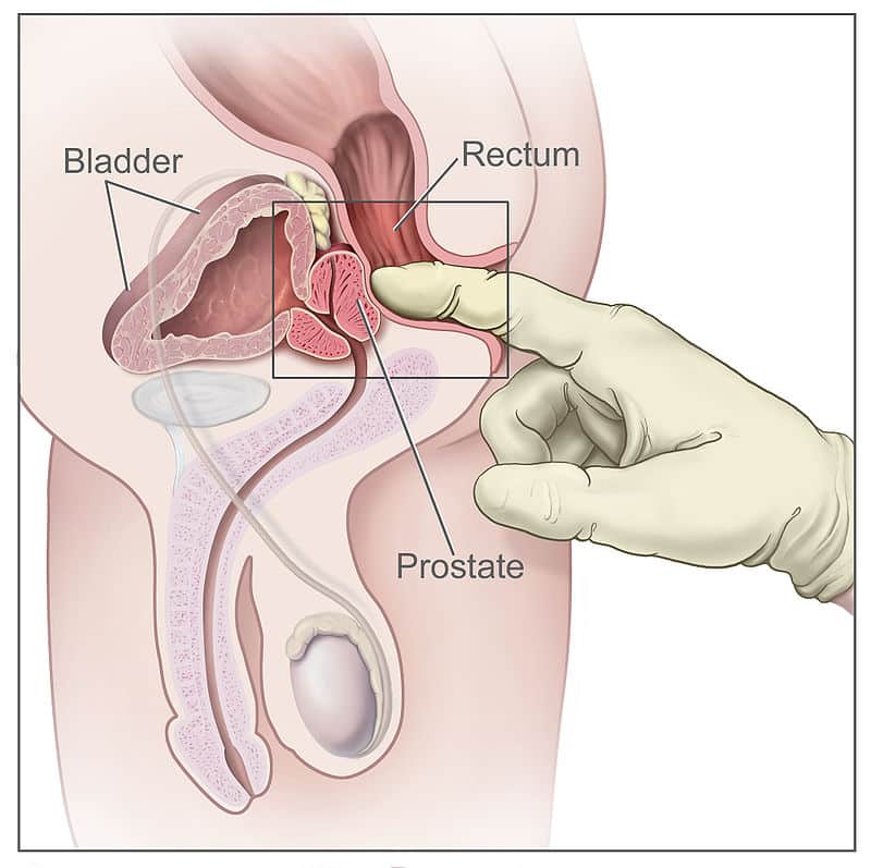 prostate function