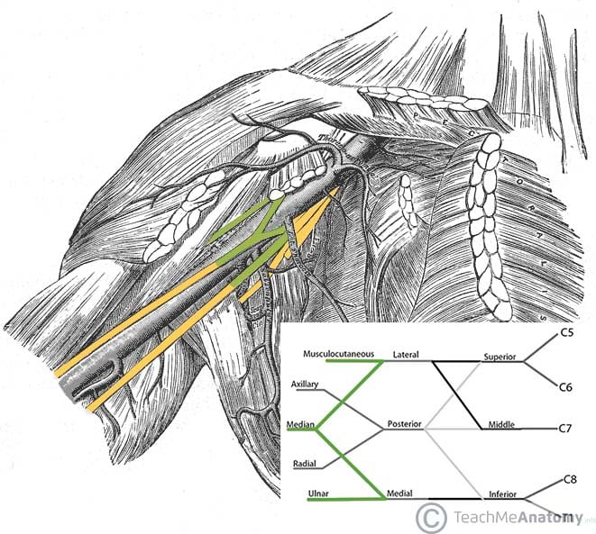 Brachial Plexus Nerve Innervation Chart