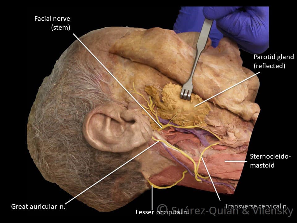 anatomy facial muscle nerve