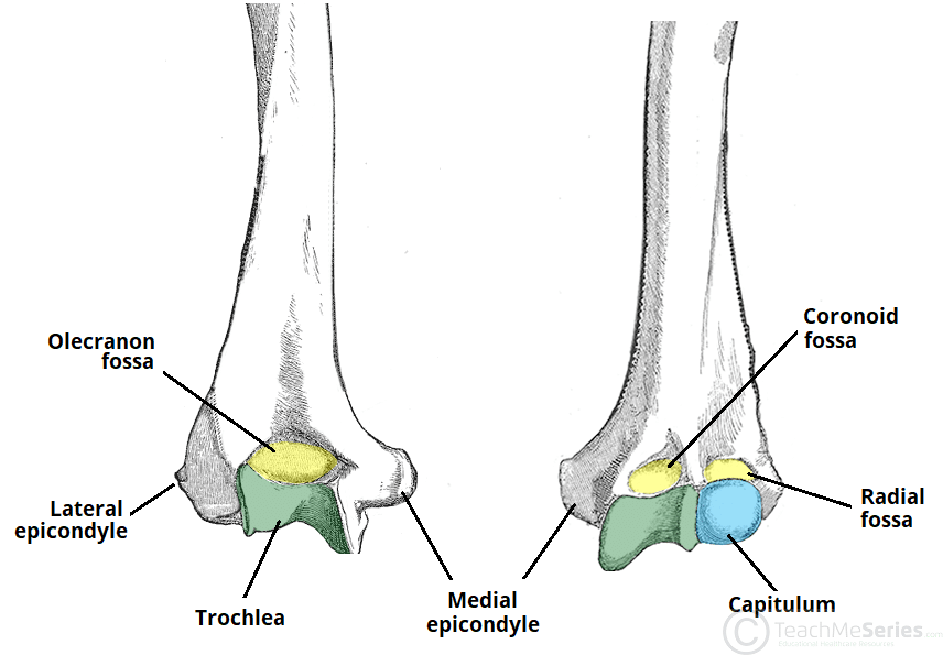 Membrul Superior MG | Arm | Limbs (Anatomy)