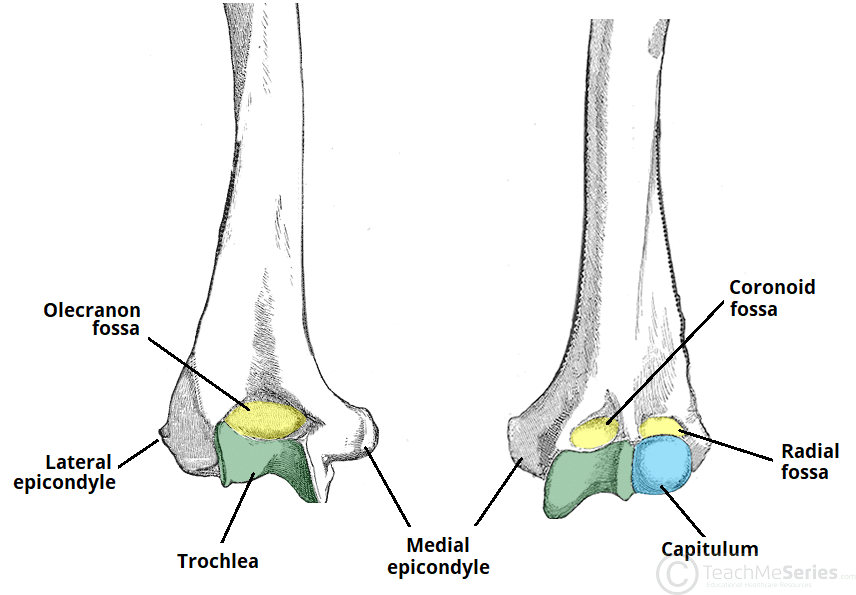 distal humerus anatomy