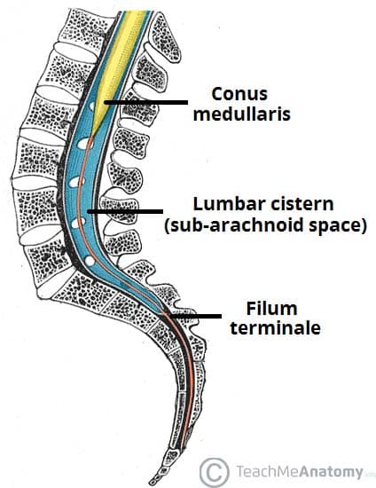 Fig 1.1 - The expanded sub-arachnoid space, forming the lumbar cistern.