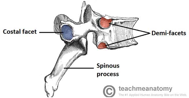 Fig 1.3 - Lateral view of a thoracic vertebrae.