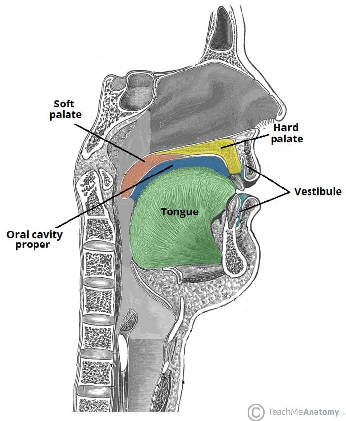 The Oral Cavity Divisions Innervation TeachMeAnatomy