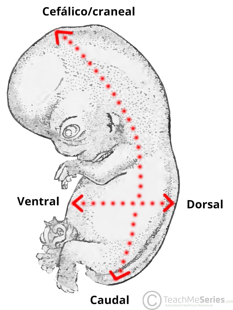 Diagrama que ilustra las orientaciones cefálica/caudal y ventral/dorsal en embriología.