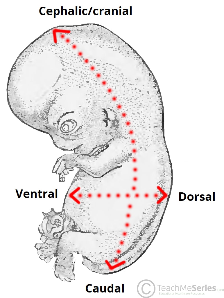 Human Back Anatomy TeachMeAnatomy
