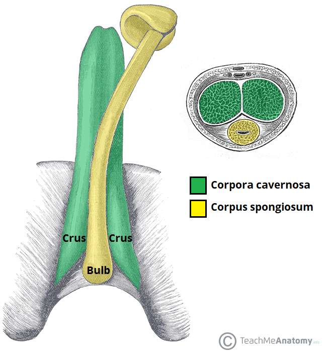 Corpul cavernos al structurii penisului, funcție, traume, tratament, injecții