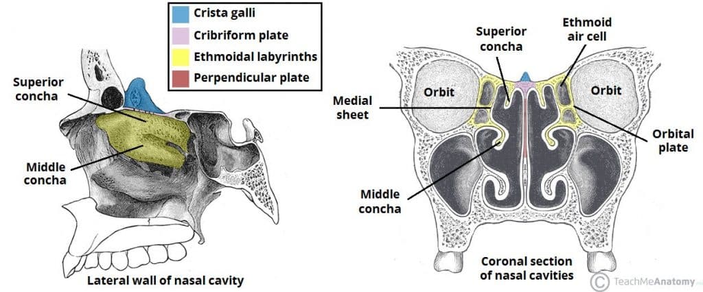 Fig 2 - The ethmoid bone within the nasal cavity.