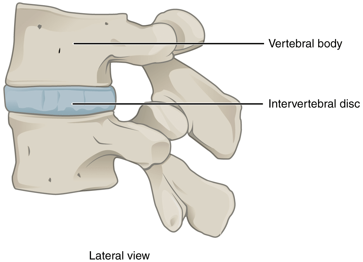 three types of fibrous joints