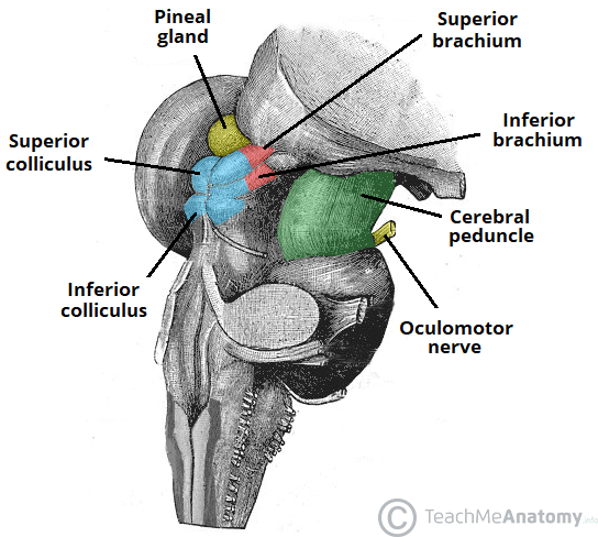 Inferior Colliculus Cross Section Inferior Colliculus Cross Section