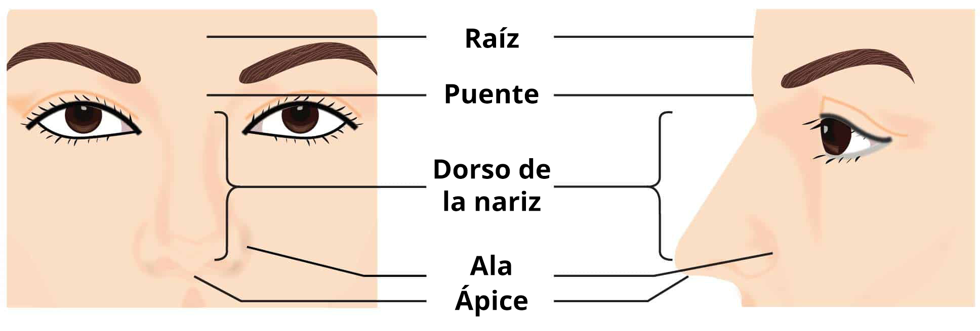 Ilustración de la apariencia superficial de la nariz, destacando su anatomía externa.