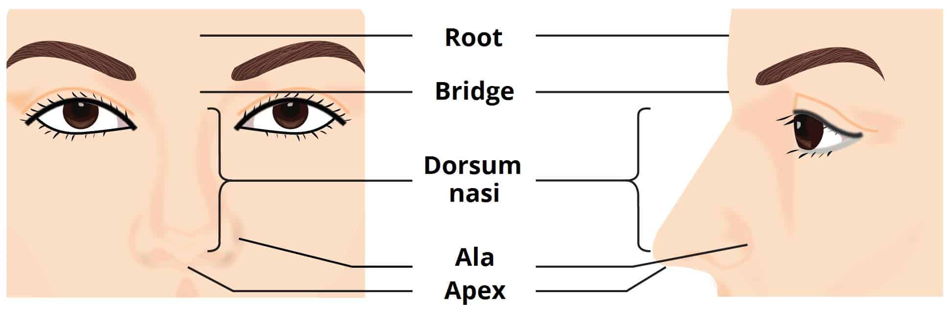 parts of the human nose and their functions