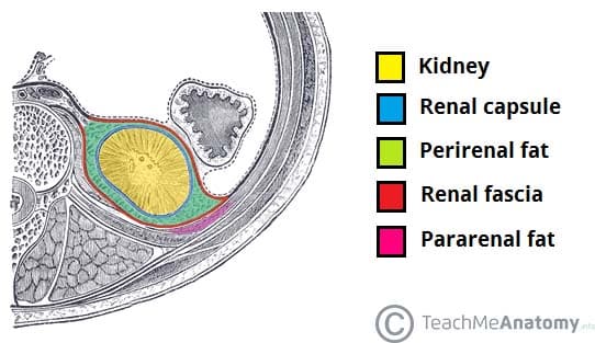 Fig 1.1 - The external coverings of the kidney.