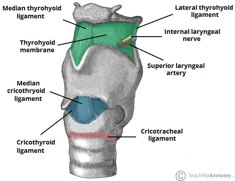 Fig 1 - Some of the major laryngeal membranes and ligaments. Note that the upper free edge of the cricothyroid ligament is not demonstrated in this image.
