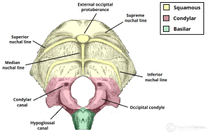 External surface of the occipital bone anatomy illustration.